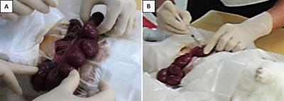 Intrauterine Gardnerella vaginalis Infection Results in Fetal Growth Restriction and Alveolar Septal Hypertrophy in a Rabbit Model